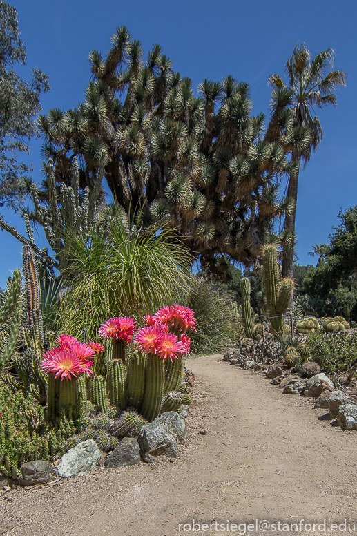 arizona garden